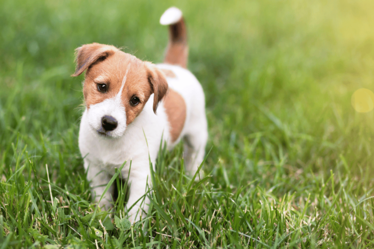 The Joy of Pets: Why Our Furry Friends Make Life Better