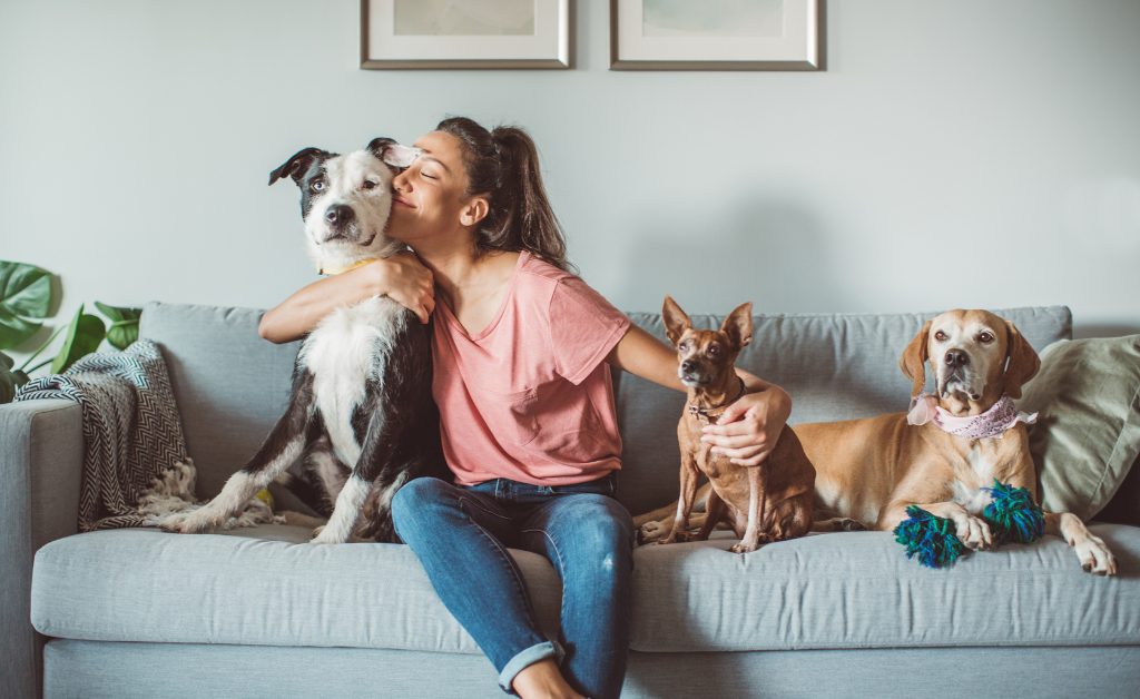 About Petstoryz Classifieds