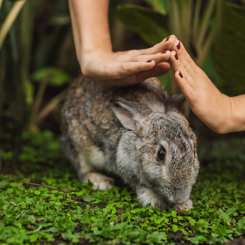 Animal Cruelty Awareness