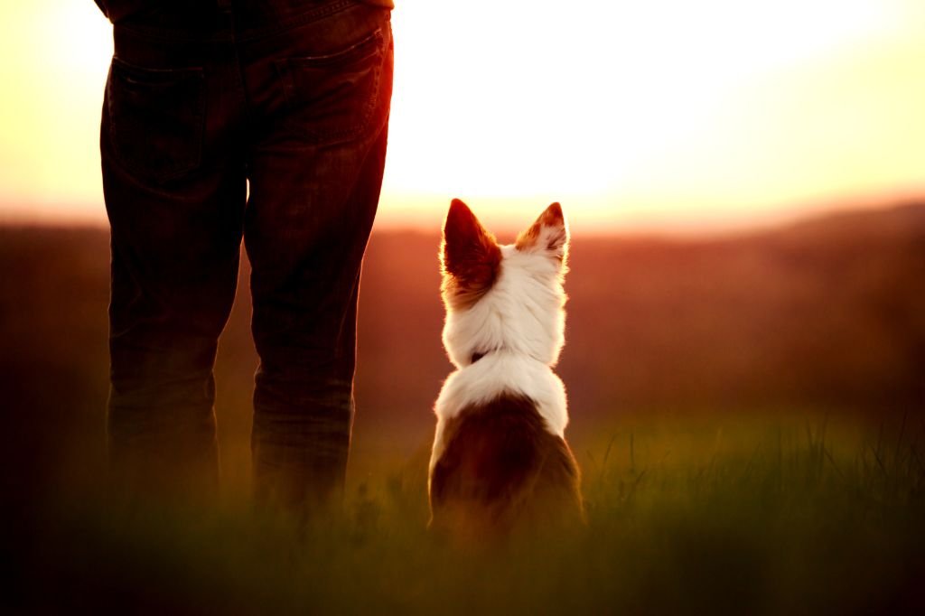 Exploring the World with Your Furry Friend: The Ultimate Guide to Pet-Friendly Travel