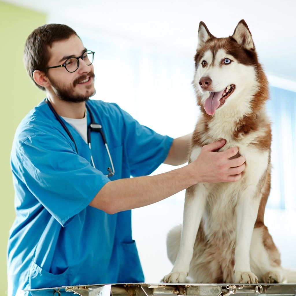 Pet Health & Wellness