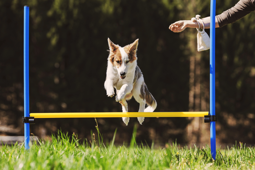 Unlocking Your Pet’s Potential: The Art and Science of Pet Training and Behavior!